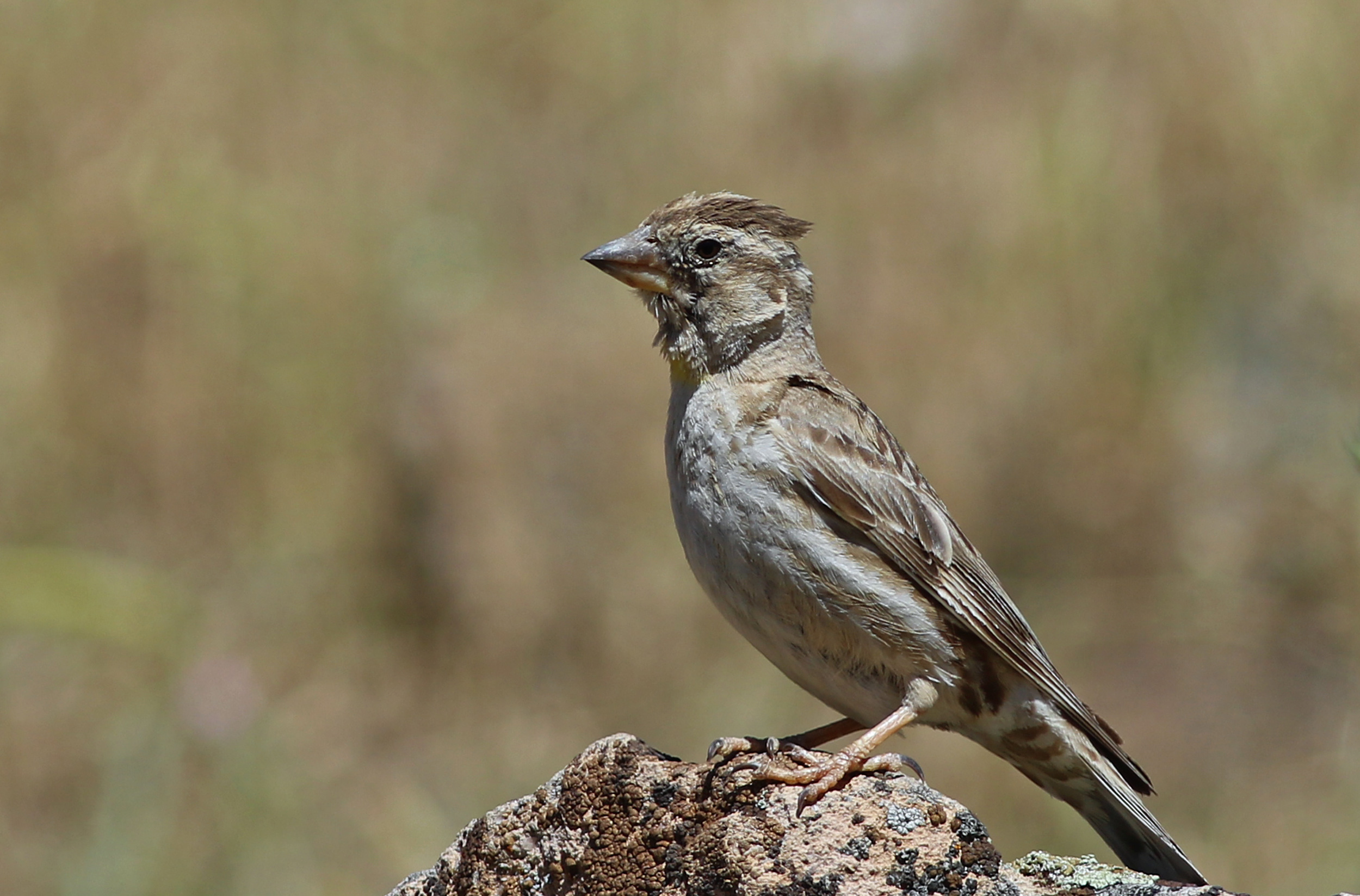 Rock Sparrow